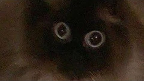 Spam chall 444 clicks (TASBOT)