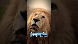 White lion king#wild #lions #majestic #white #lion #animals #foryou #funny White lion king#wild #lions #majestic #white #lion #animals #foryou #funny