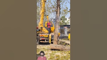 Tree Cutting Video Clips || Cutting Expert in Action #youtubeshorts #shortsfeed #shorts #woodwork