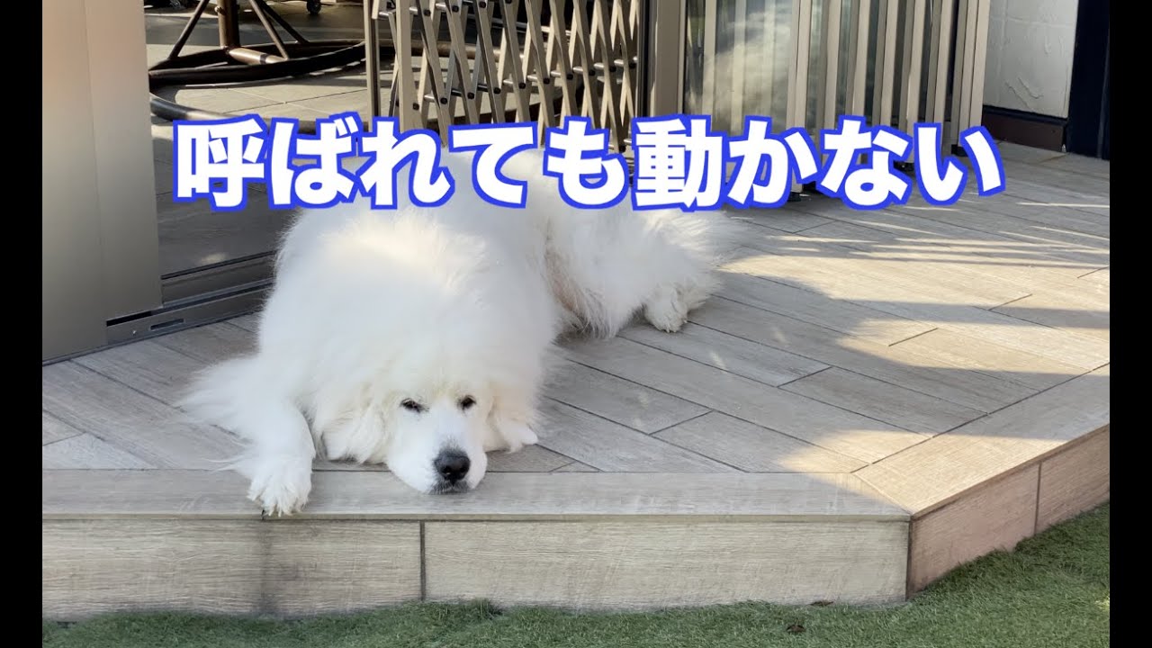 とある平日のグレートピレニーズの様子