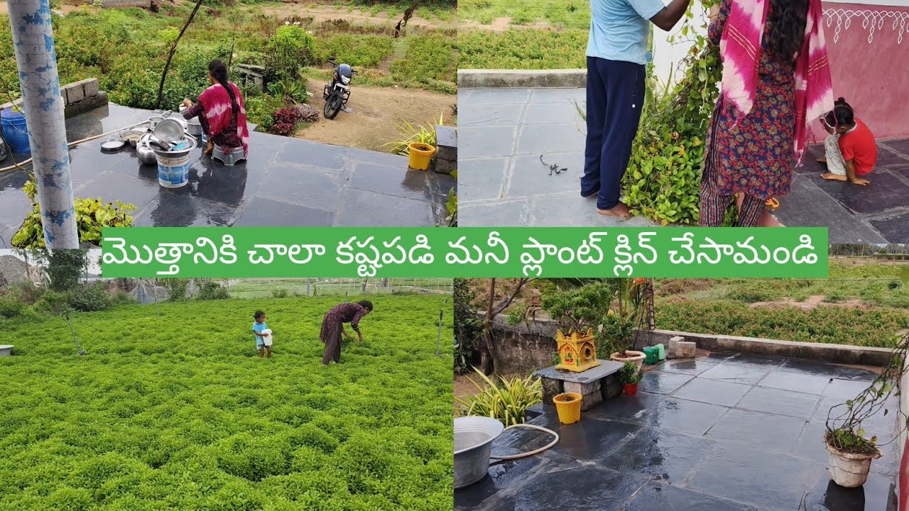 Vlog//మనీ ప్లాంట్ ఒక్కటే కాదండి పక్కన మొత్తం శుభ్రం చేసాము//పొలం పచ్చగా ఎంత అందంగా కనిపిస్తుందో