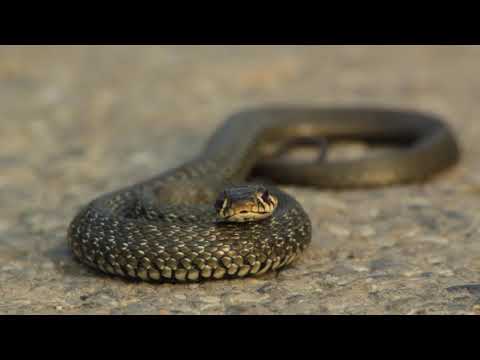 Natrix natrix - Grass snake - ჩვეულებრივი ანკარა