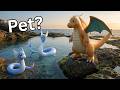 I Simulated Raising a Dratini from Baby to Legend In Real Life