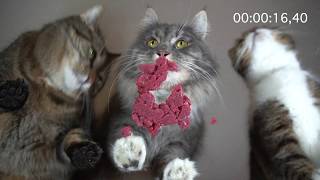 Can Your Cat Do THIS??? Kleine eating 100g of Beef super fast  RAW feeding