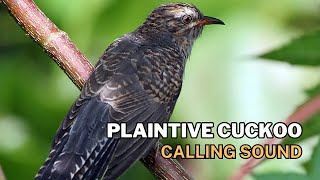 Plaintive Cuckoo Calling Sound by Nature Voice Channel 178 views 4 months ago 15 minutes