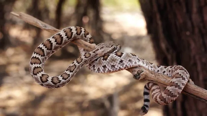 Diamondback vs. Mohave Rattlesnake!