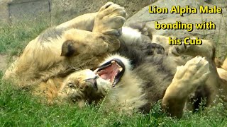 Lion Alpha Male Jabari bonding with his son Male Cub Pilipili | Lincoln Park Zoo Chicago