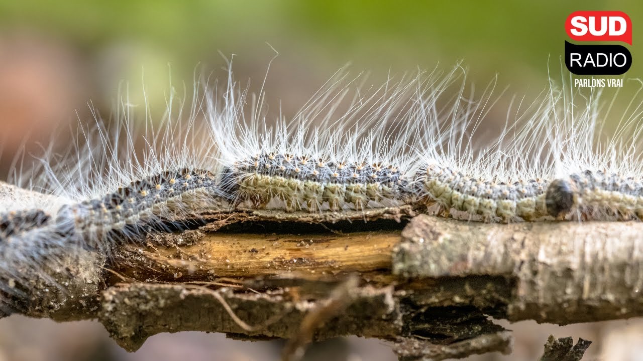 Chenilles processionnaires : une plateforme interactive permet de signaler leur présence