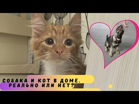 Мир кошек и