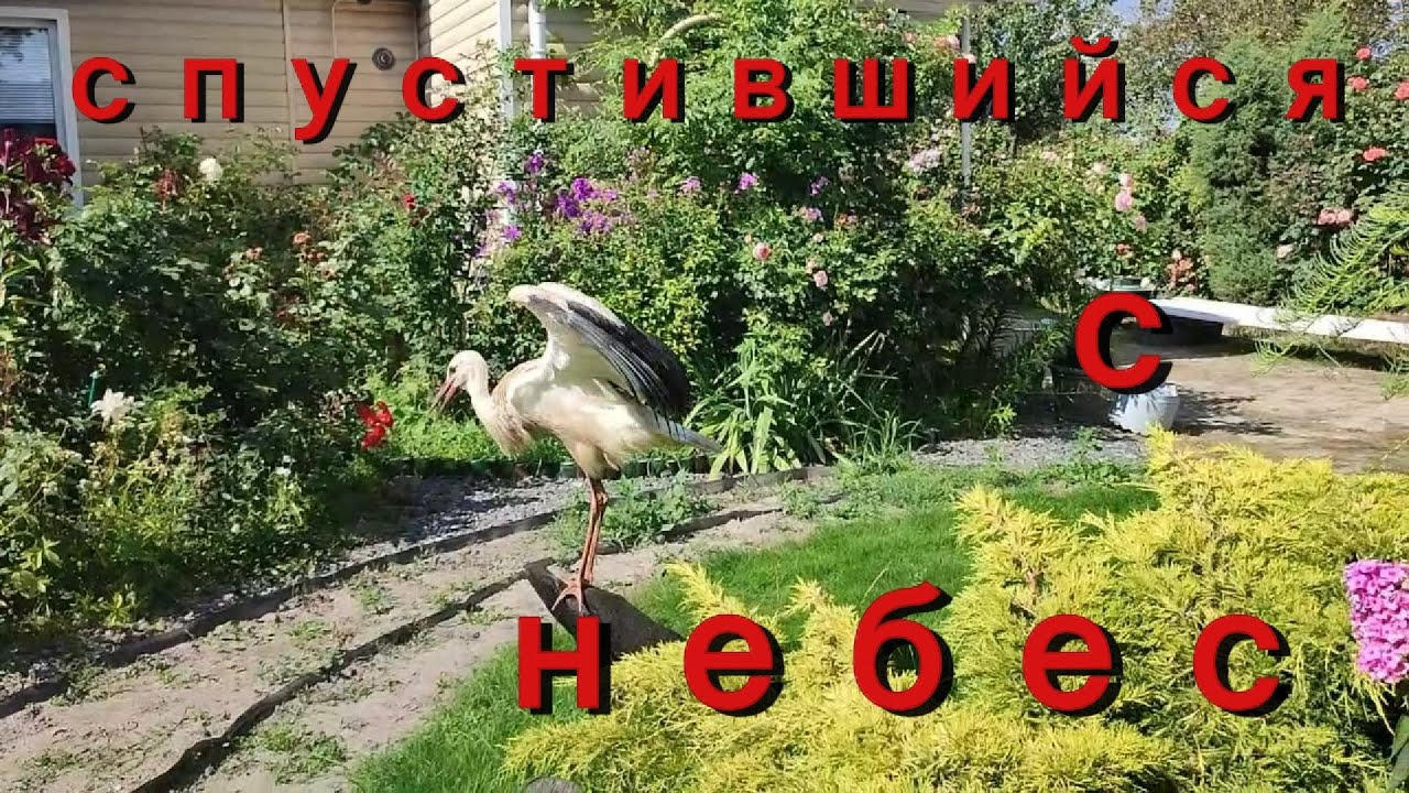 Трогательное  знакомство  с  аистенком  у  нас  во  дворе !