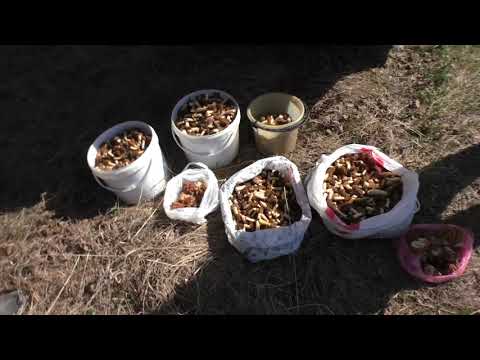 Первые весенние грибы