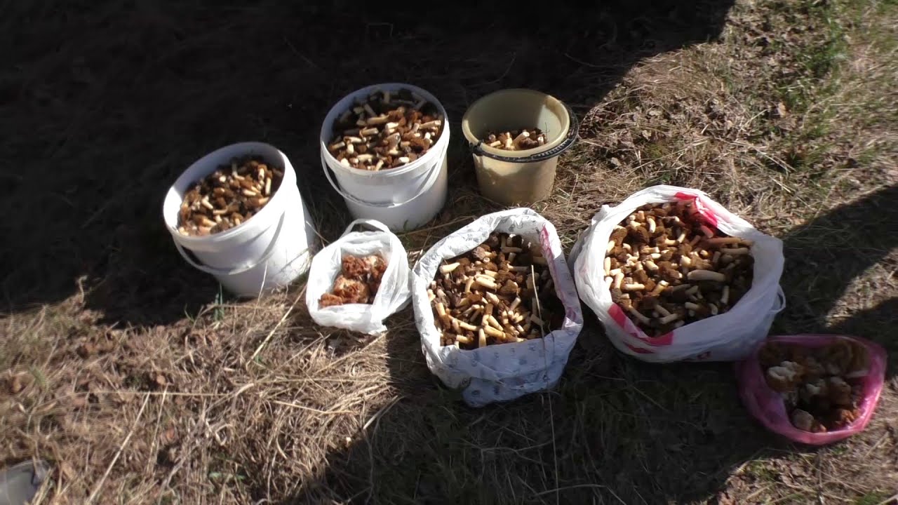 Первые весенние грибы - Сморчки и Строчки собираю в весеннем лесу ...