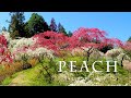 【Peach blossoms】 Weeping Peach-trees are in full blossom at TOYOTA（Car City） 2021.#上中のしだれ桃  #4K