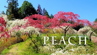 桃の花 楽天市場】源平桃 即日出荷 盆栽 花桃（特上） 紅白咲き分け