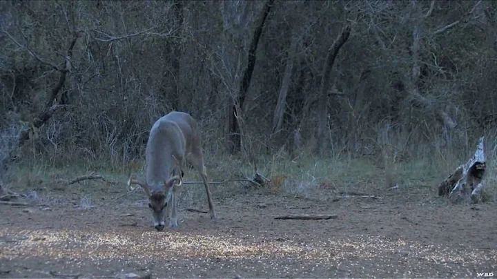 Hunting Whitetail Deer with Andrew Mahoney