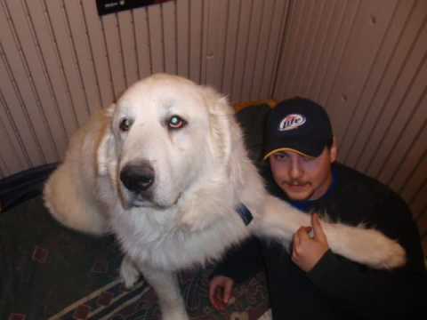 largest great pyrenees