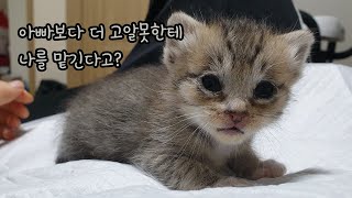 아기 고양이 육아, 뚜리삼촌의 미공개 뚜리영상