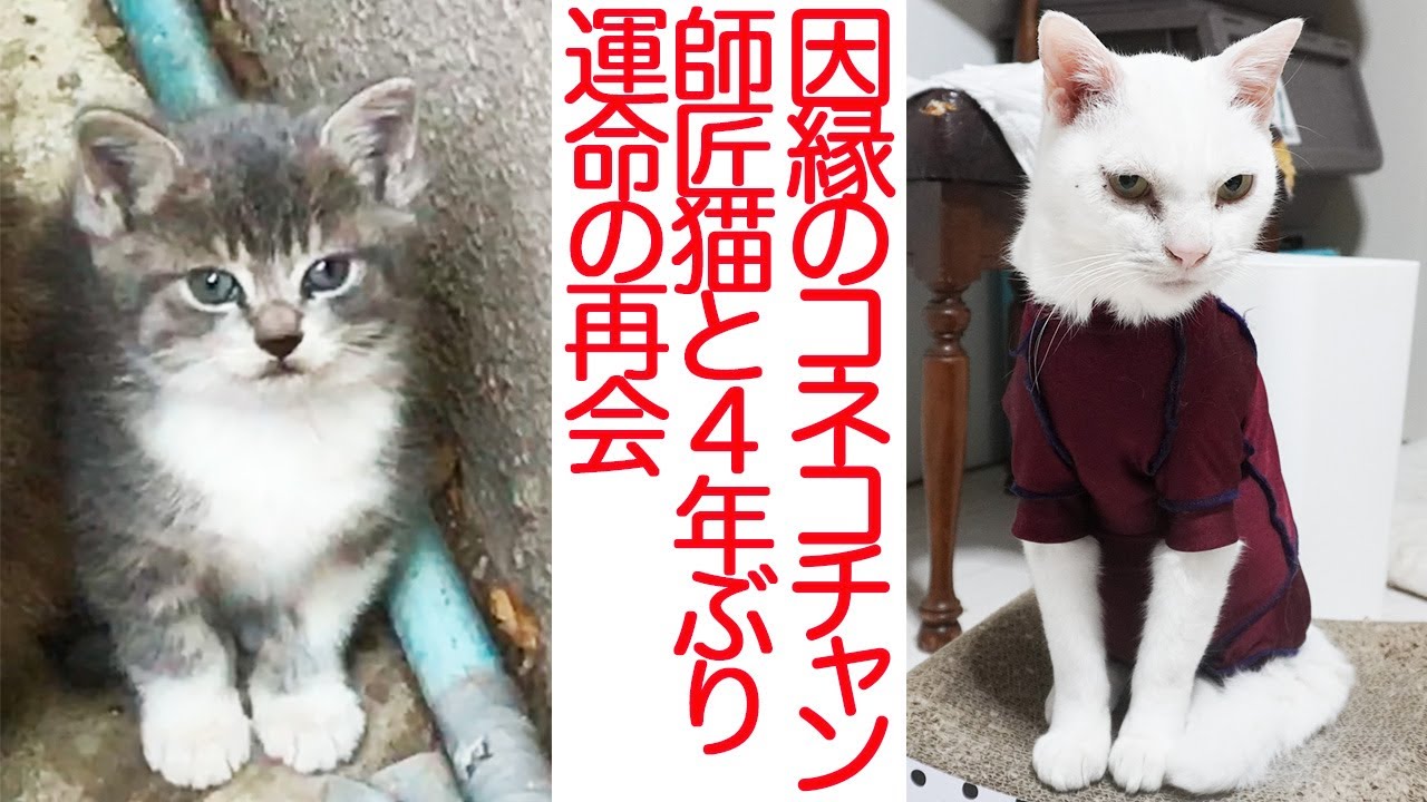 因縁のスーパーコネコチャン、師匠猫と4年ぶりの再会 - YouTube