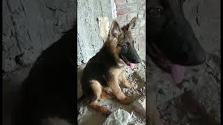 new dog dogsworld newanimal germanshepherd realdog newdog doggie newpet king