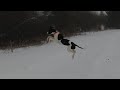 9 Month Old Great Dane Loves To Jump!