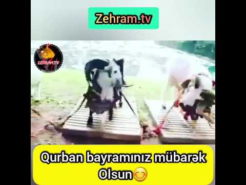 Qurban bayramınız mübarək olsun😊