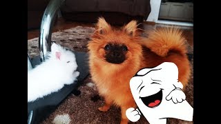 Собачка Руби и влюбленный попугай и МАКАРОНЫ) Домашние питомцы! Собачка Руби и влюбленный попугай и МАКАРОНЫ) Домашние питомцы!