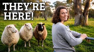 We Finally Got Sheep for Our 50-Acre Farm!