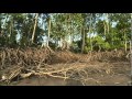 Mangroves: The Roots of the Sea (AMNH, Science Bulletins)