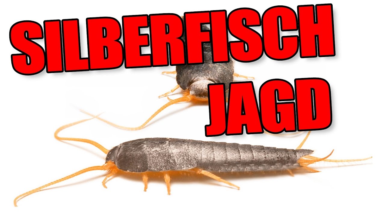 Silberfischchen Jagd - YouTube