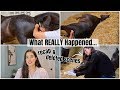 What REALLY Happened... Birth Vlog RECAP + DELETED SCENES | My Pregnant Horse Pt.14