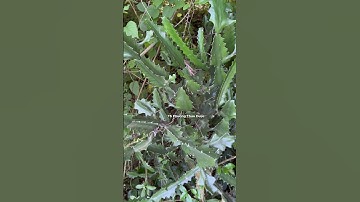 Xương Rồng – Loài cây gai góc nhưng công dụng tuyệt vời cho xương khớp #tiensiphuongthaoduoc