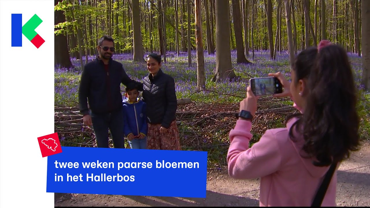 twee weken paarse bloemen in het Hallerbos