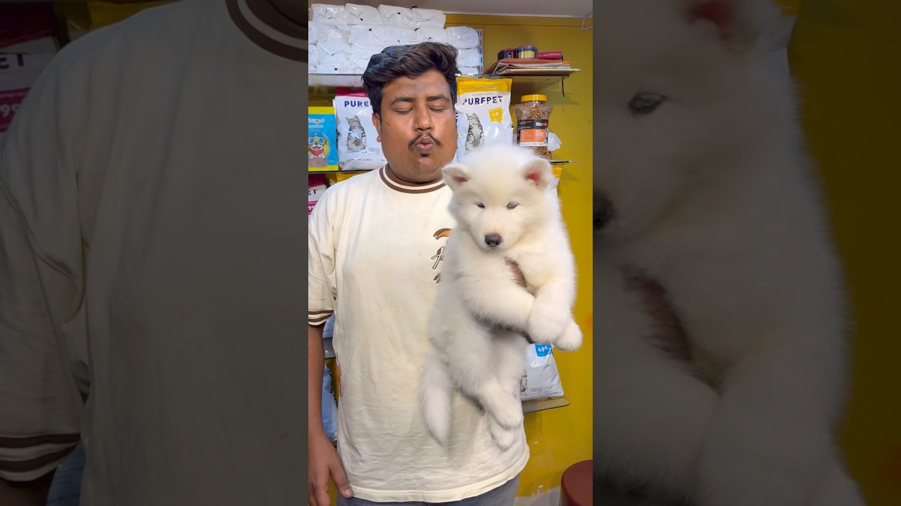 White Siberian Husky Puppy Sale. 