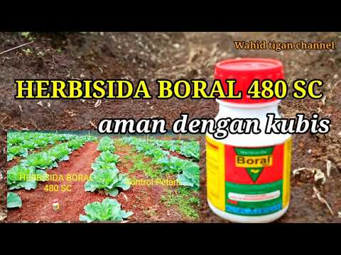 Video: Berapa biaya batu budidaya Boral?