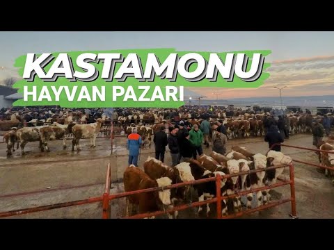 Simentalin Ana Vatanı Kastamonu Son Fiyatlar !!!