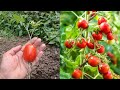 Grow tomato by unique way with banana 