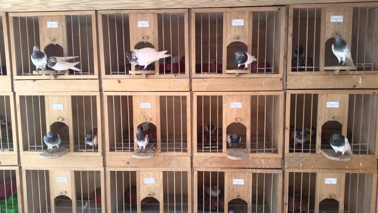 budapest highflyers pigeons youtube budapest high flyers pigeons for sale