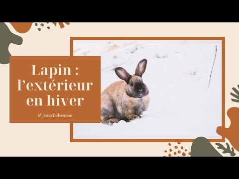 Vidéo: Garder Des Lapins En Hiver