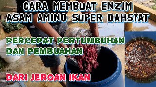 CARA MEMBUAT ASAM AMINO UNTUK TANAMAN CABAI DARI JEROAN IKAN SUPER DAHSYAT ALA PETANI THAILAND