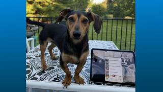 Doggone Weather in Northeast Ohio: Meet Bradley Pooper