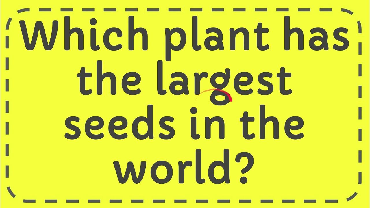 Which plant has the largest seeds in the world? YouTube