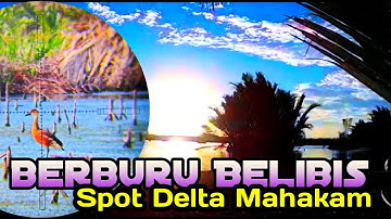 Berburu Belibis | Spot Muara Delta Mahakam