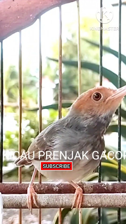 MASTERAN PRENJAK BETINA NGETIR PANJANG ISTIMEWA. Shorts#
