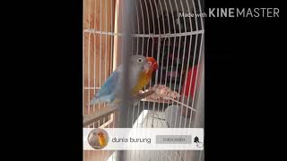 Story WA burung lovebird