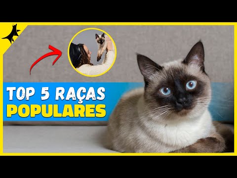 Vídeo: Quais são as cinco raças de gatos mais populares?