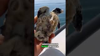 Teritip: Hewan Kecil yang Nempel Seumur Hidup!