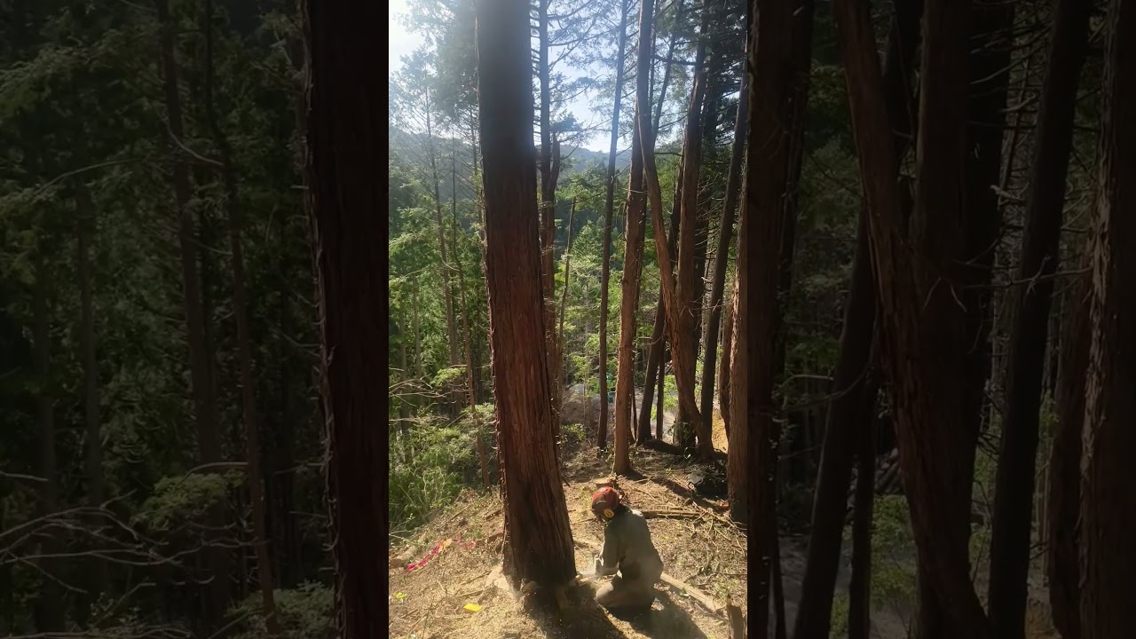 felling a cypress #fellingatree