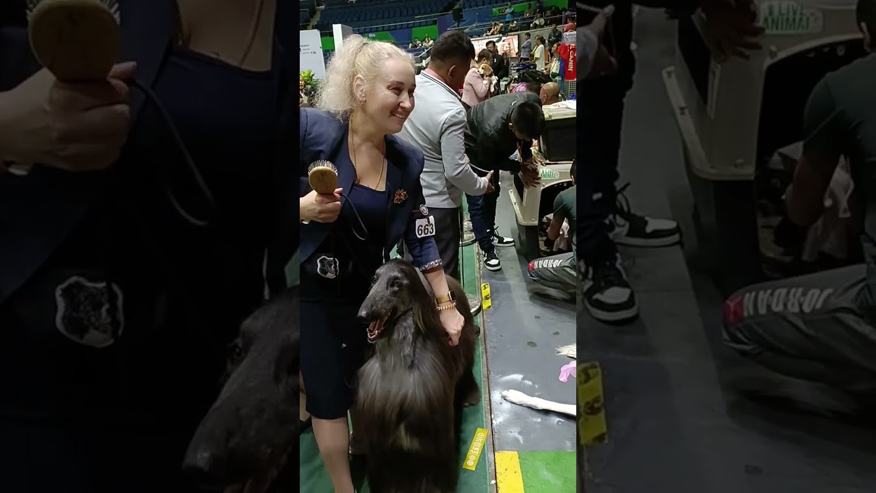 Afghan Hound Ready For Dog Show       