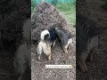 Кажется, Алекс и Бочча почуяли добычу… Охотнички наши😊 #приют_для_собак #абакан #москва #ищудом