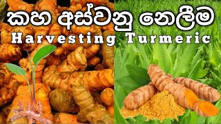 Harvesting turmeric / කහ අස්වනු නෙලීම